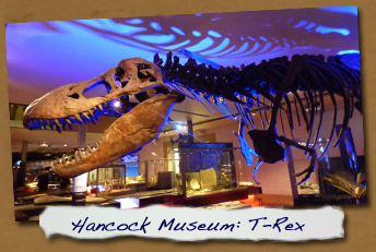 Great North Museum: Hancock - Fossil Stories: T-Rex
- Click On This for Larger Image (Opens in New Window)